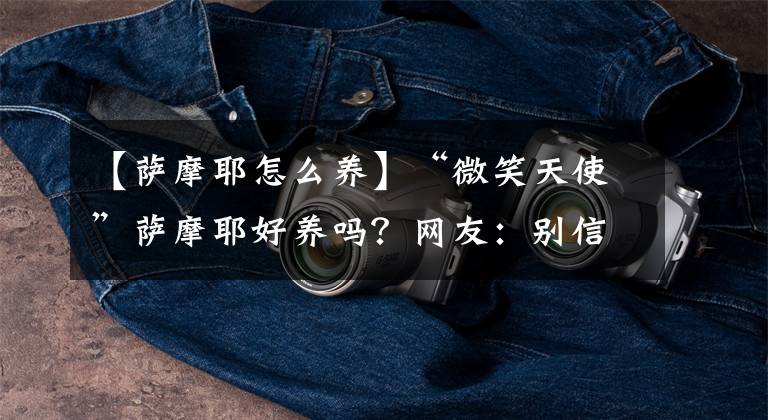 【萨摩耶怎么养】“微笑天使”萨摩耶好养吗？网友：别信，养了之后我就哭了