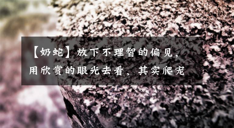 【奶蛇】放下不理智的偏见，用欣赏的眼光去看，其实爬宠也没那么恐怖