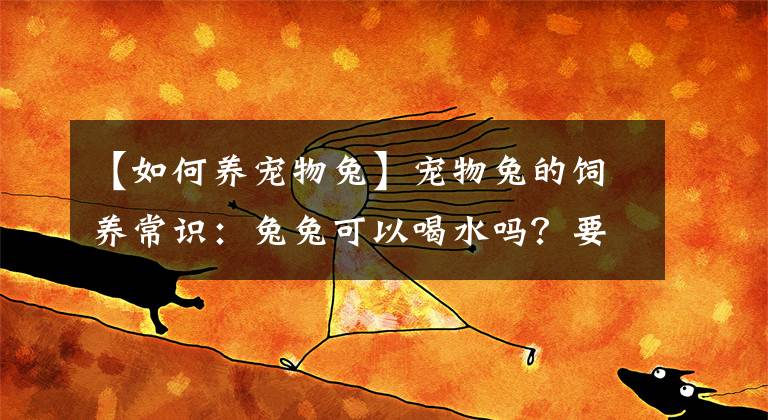 【如何养宠物兔】宠物兔的饲养常识：兔兔可以喝水吗？要怎么喝才正确？