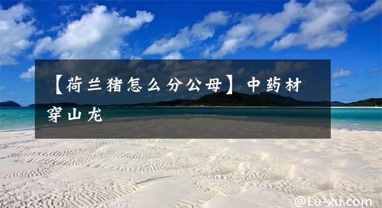【荷兰猪怎么分公母】中药材穿山龙