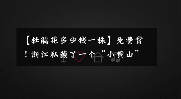 【杜鹃花多少钱一株】免费赏！浙江私藏了一个“小黄山”，灯笼杜鹃、云锦杜鹃、猴头杜鹃竞相绽放，入夏美出新高度！