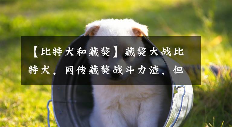 【比特犬和藏獒】藏獒大战比特犬，网传藏獒战斗力渣，但这次它却证明了自己！