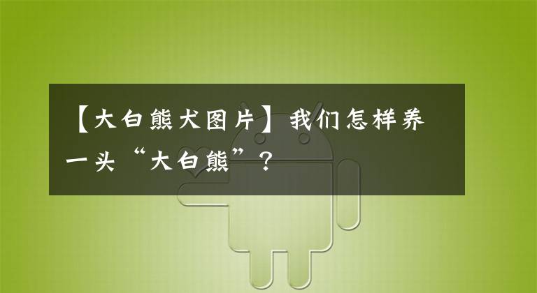【大白熊犬图片】我们怎样养一头“大白熊”？