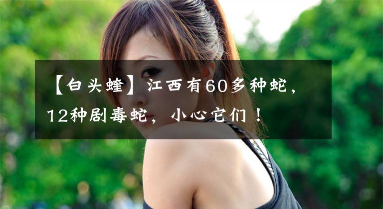 【白头蝰】江西有60多种蛇，12种剧毒蛇，小心它们！