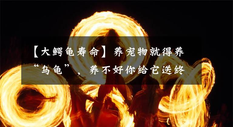【大鳄龟寿命】养宠物就得养“乌龟”，养不好你给它送终，养得好它给你送终