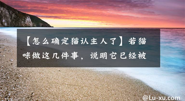 【怎么确定猫认主人了】若猫咪做这几件事，说明它已经被你“养熟”了