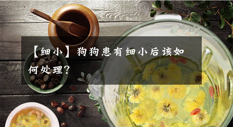 【细小】狗狗患有细小后该如何处理？