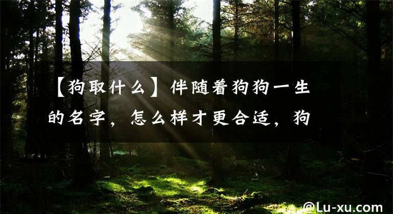 【狗取什么】伴随着狗狗一生的名字，怎么样才更合适，狗狗更容易记住吗？