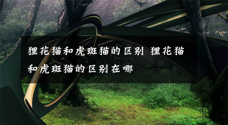 狸花猫和虎斑猫的区别 狸花猫和虎斑猫的区别在哪