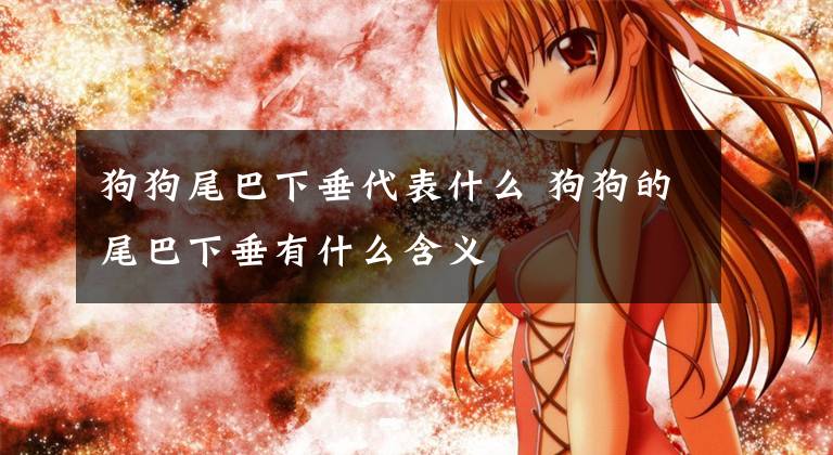狗狗尾巴下垂代表什么 狗狗的尾巴下垂有什么含义