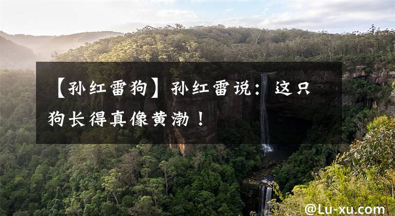 【孙红雷狗】孙红雷说：这只狗长得真像黄渤！