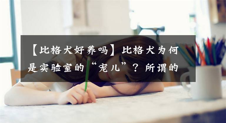 【比格犬好养吗】比格犬为何是实验室的“宠儿”？所谓的优点，却给它带来无限痛