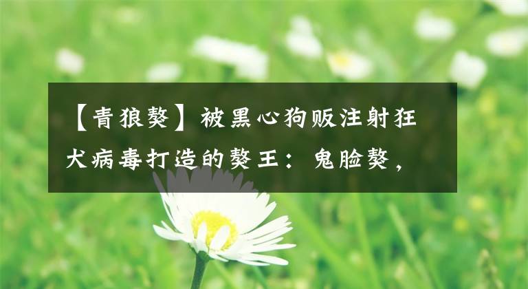 【青狼獒】被黑心狗贩注射狂犬病毒打造的獒王：鬼脸獒，真有那么凶悍？