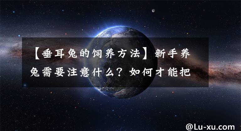 【垂耳兔的饲养方法】新手养兔需要注意什么？如何才能把兔子养好？