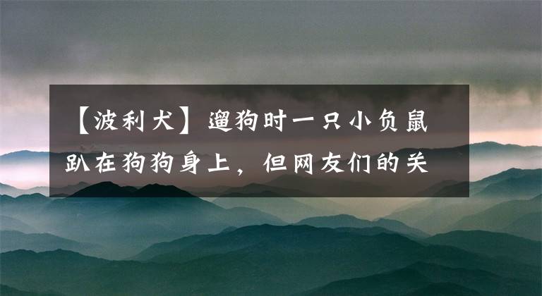 【波利犬】遛狗时一只小负鼠趴在狗狗身上，但网友们的关注点却不在它身上