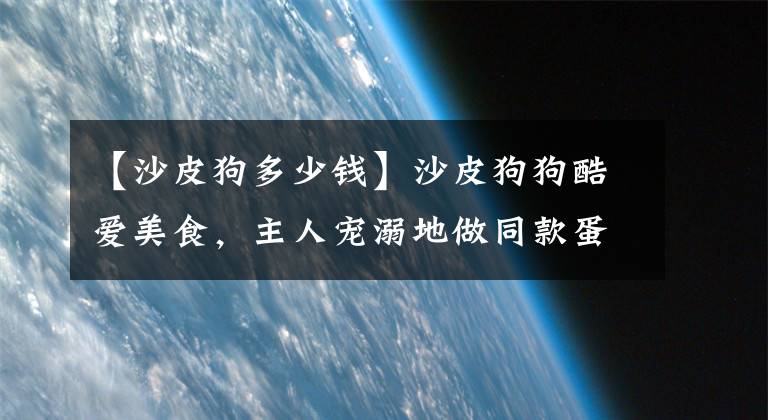 【沙皮狗多少钱】沙皮狗狗酷爱美食，主人宠溺地做同款蛋糕，太逼真舍不得吃！