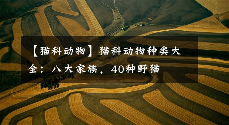 【猫科动物】猫科动物种类大全：八大家族，40种野猫