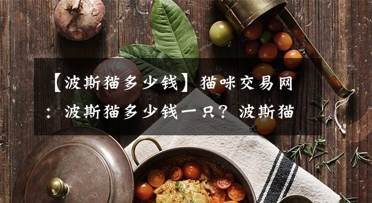 【波斯猫多少钱】猫咪交易网：波斯猫多少钱一只？波斯猫性格是怎样的？