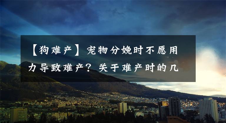 【狗难产】宠物分娩时不愿用力导致难产？关于难产时的几点症状，主人要注意