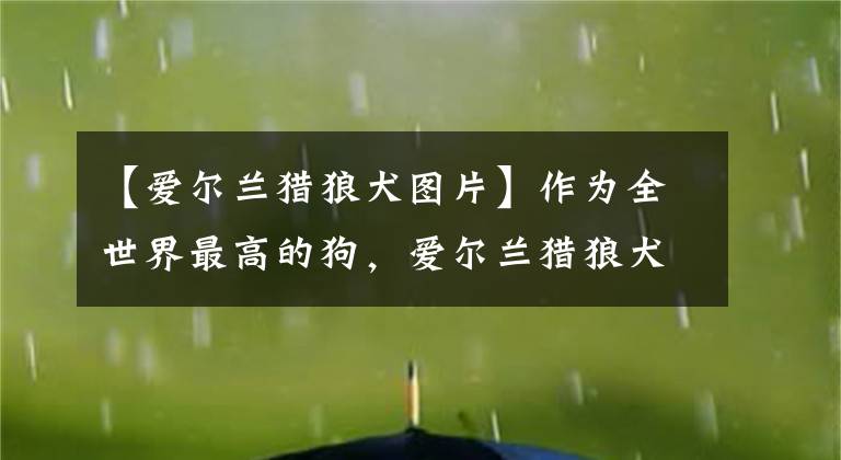【爱尔兰猎狼犬图片】作为全世界最高的狗，爱尔兰猎狼犬不仅不凶，反而超软萌的啊