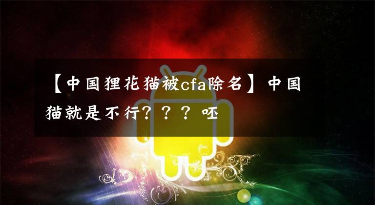 【中国狸花猫被cfa除名】中国猫就是不行？？？呸