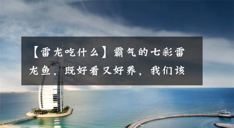 【雷龙吃什么】霸气的七彩雷龙鱼，既好看又好养，我们该怎么养才好？