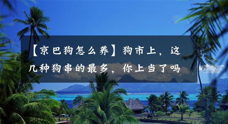 【京巴狗怎么养】狗市上，这几种狗串的最多，你上当了吗？