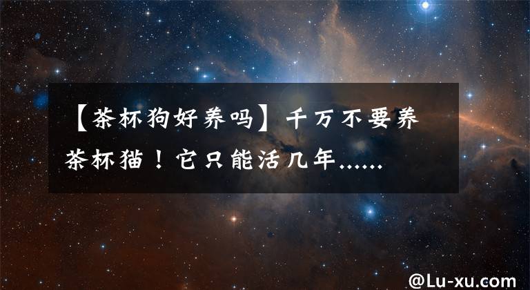 【茶杯狗好养吗】千万不要养茶杯猫！它只能活几年......
