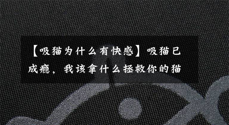 【吸猫为什么有快感】吸猫已成瘾，我该拿什么拯救你的猫奴病？