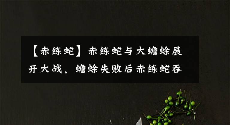 【赤练蛇】赤练蛇与大蟾蜍展开大战，蟾蜍失败后赤练蛇吞噬猎物无果