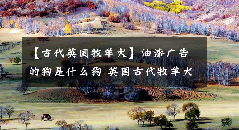 【古代英国牧羊犬】油漆广告的狗是什么狗 英国古代牧羊犬