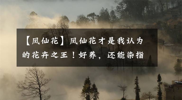 【凤仙花】凤仙花才是我认为的花卉之王！好养，还能染指甲！