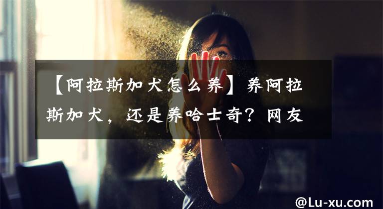 【阿拉斯加犬怎么养】养阿拉斯加犬，还是养哈士奇？网友：都不是省油的灯