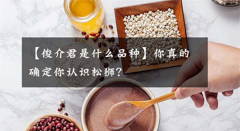 【俊介君是什么品种】你真的确定你认识松狮？