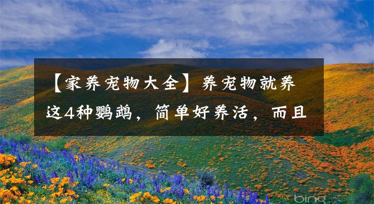 【家养宠物大全】养宠物就养这4种鹦鹉，简单好养活，而且寿命都非常的长