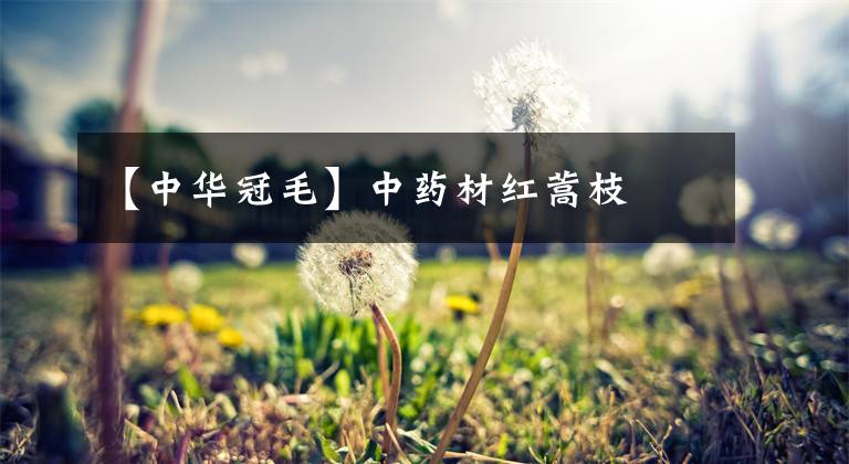 【中华冠毛】中药材红蒿枝