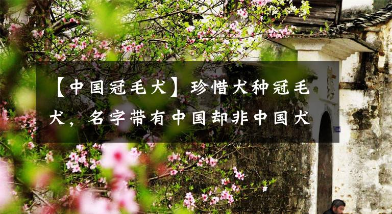 【中国冠毛犬】珍惜犬种冠毛犬，名字带有中国却非中国犬原因竟是如此...
