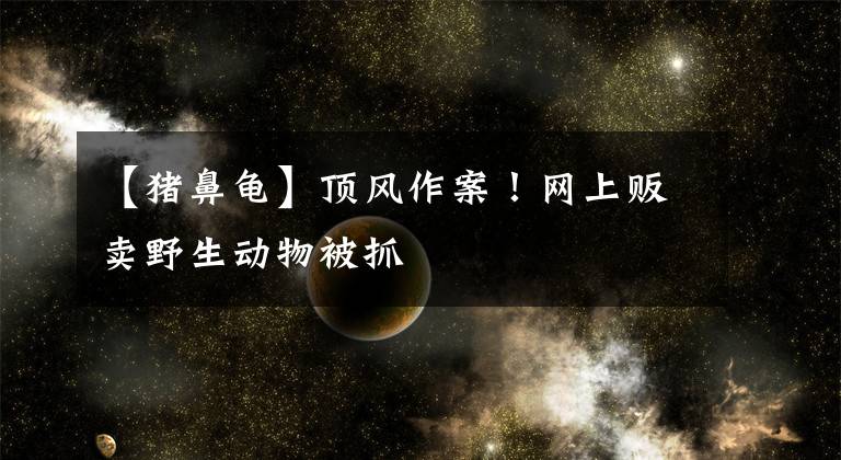 【猪鼻龟】顶风作案！网上贩卖野生动物被抓