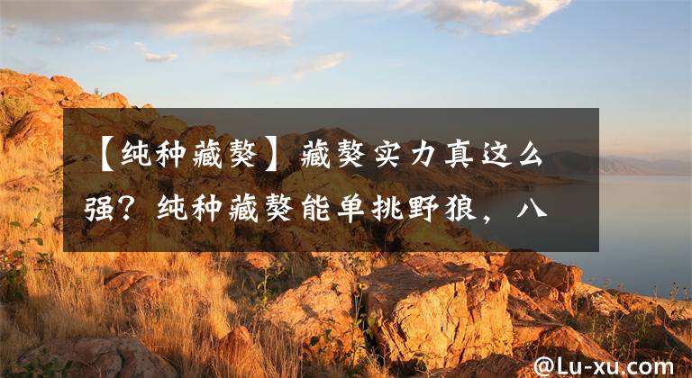 【纯种藏獒】藏獒实力真这么强？纯种藏獒能单挑野狼，八藏獒围攻一豹遭惨败