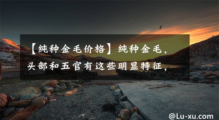 【纯种金毛价格】纯种金毛，头部和五官有这些明显特征，回家看看你家爱犬有吗？