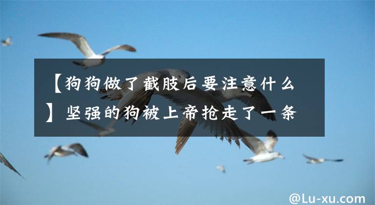 【狗狗做了截肢后要注意什么】坚强的狗被上帝抢走了一条腿，但给它安排了一个好主人。