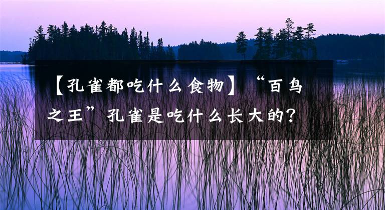 【孔雀都吃什么食物】“百鸟之王”孔雀是吃什么长大的？肉还是饲料？