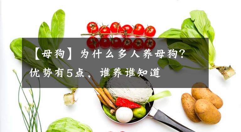 【母狗】为什么多人养母狗？优势有5点，谁养谁知道