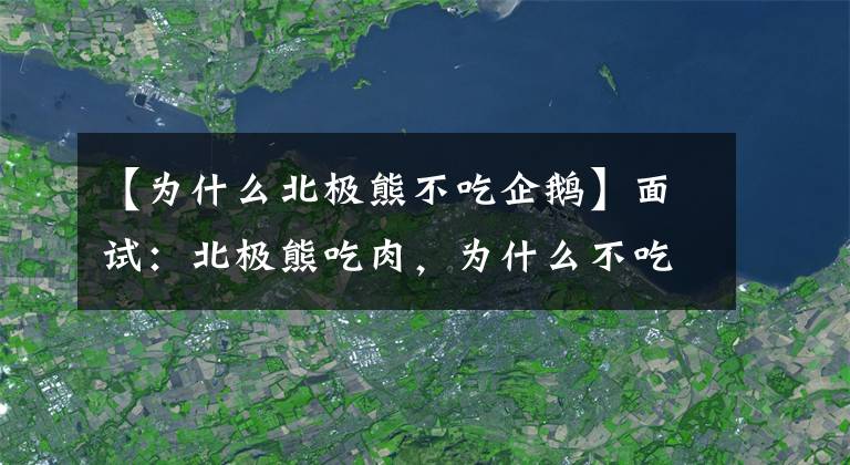 【为什么北极熊不吃企鹅】面试：北极熊吃肉，为什么不吃企鹅？南京硕士生直说：问题太简单