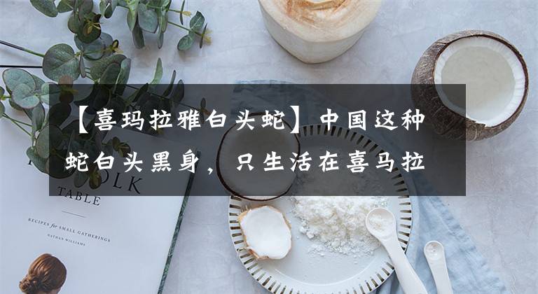 【喜玛拉雅白头蛇】中国这种蛇白头黑身，只生活在喜马拉雅附近，一到欧美就绝食而亡