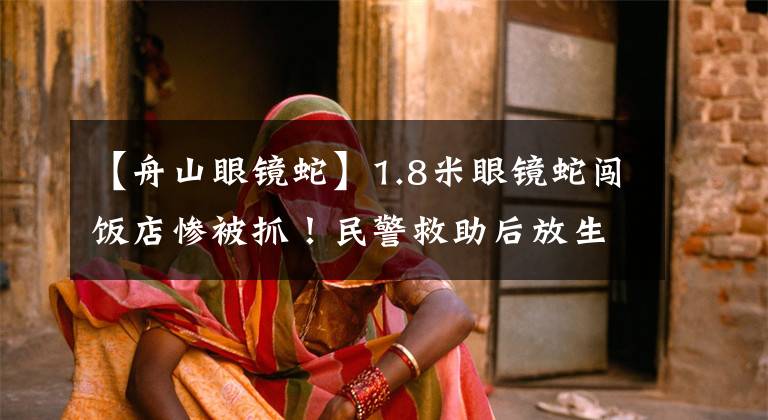 【舟山眼镜蛇】1.8米眼镜蛇闯饭店惨被抓！民警救助后放生，眼镜蛇有多毒？