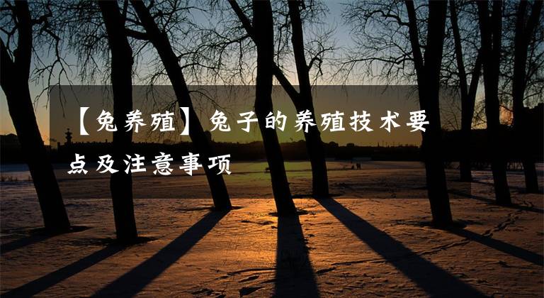 【兔养殖】兔子的养殖技术要点及注意事项