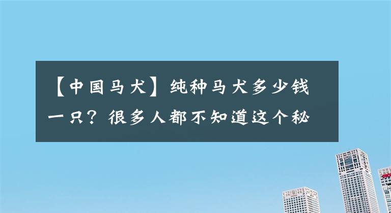 【中国马犬】纯种马犬多少钱一只？很多人都不知道这个秘密！