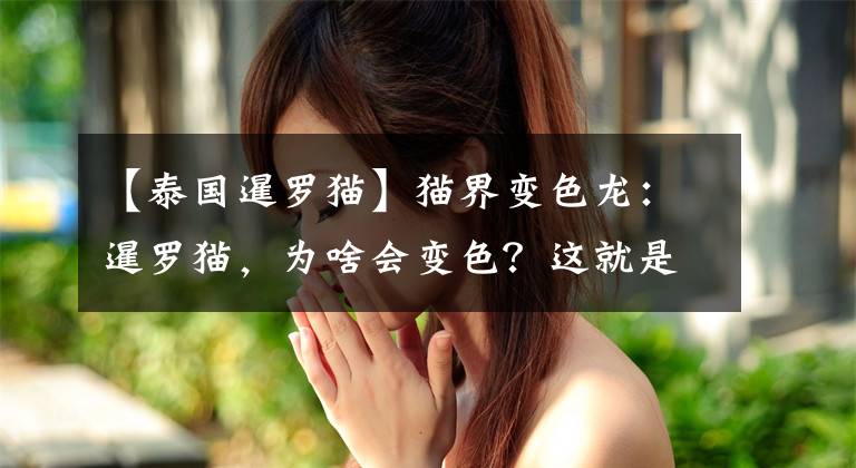 【泰国暹罗猫】猫界变色龙：暹罗猫，为啥会变色？这就是一份最专业的科普