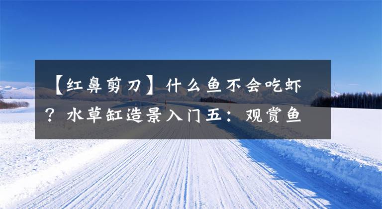 【红鼻剪刀】什么鱼不会吃虾？水草缸造景入门五：观赏鱼品种杂谈